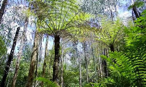 greenery澳洲绵羊油价格_澳洲绵羊